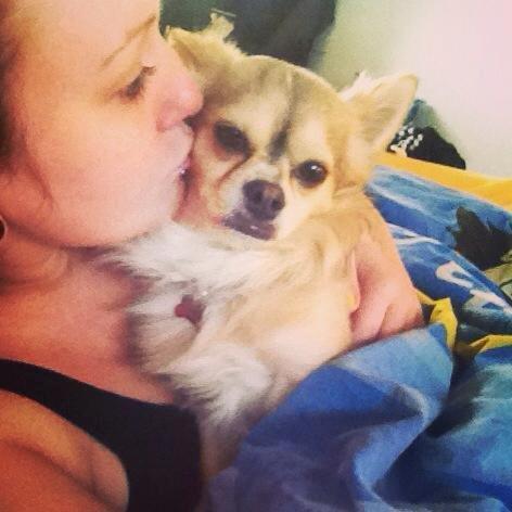 Chihuahua Fonzie billede 19