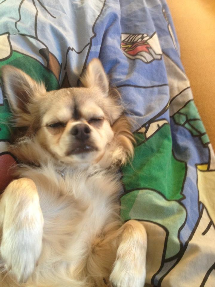 Chihuahua Fonzie billede 20