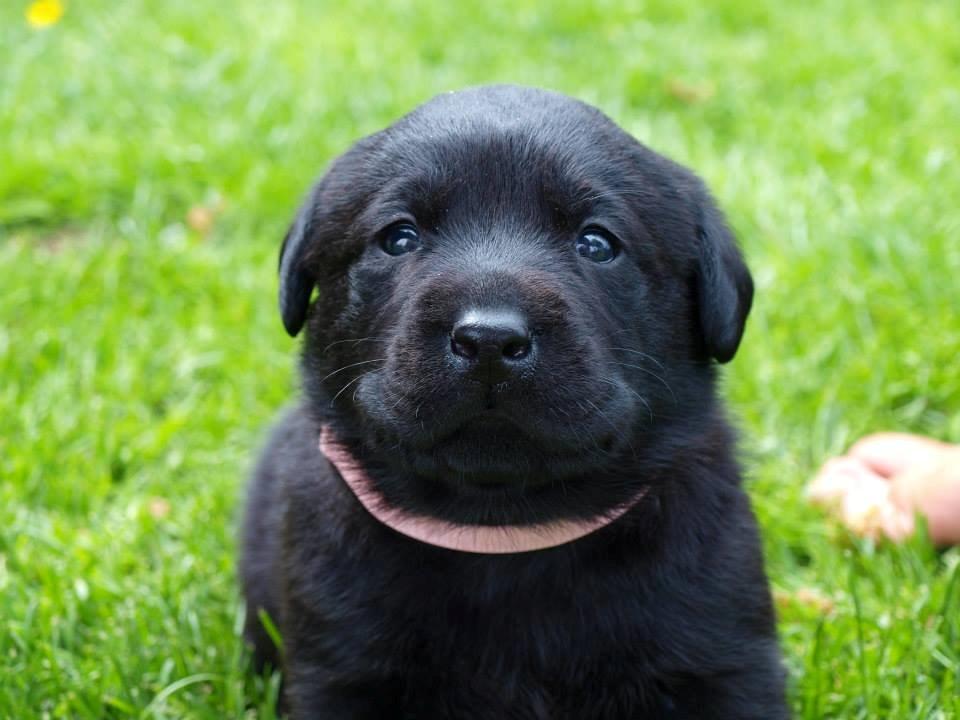Labrador retriever Hollie - Hollie. billede 2