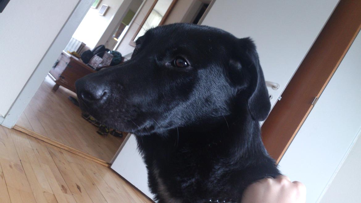 Blanding af racer Kvik  - Godmorgen, her er vi lige stået op :D billede 12