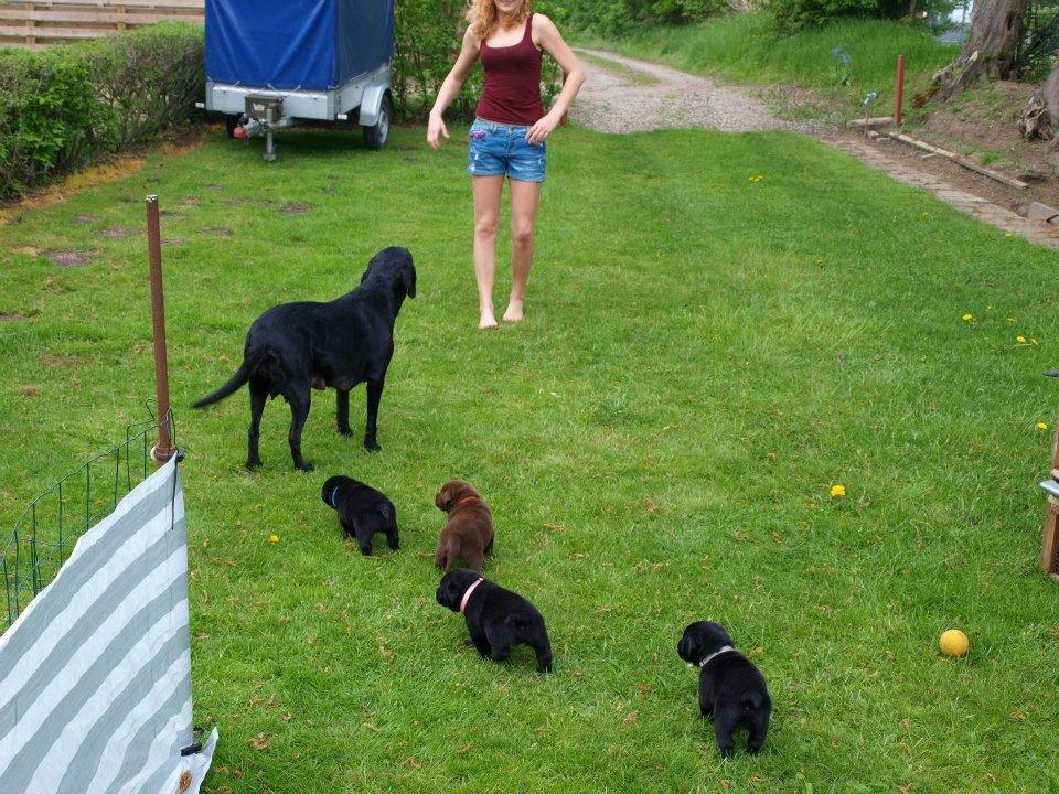 Labrador retriever Hollie - Hollie med mor og søskende. billede 8