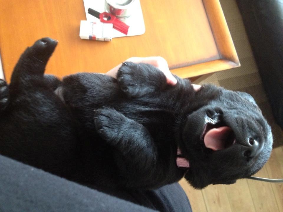 Labrador retriever Hollie - Hollie. (sådan falder hun i søvn) billede 5