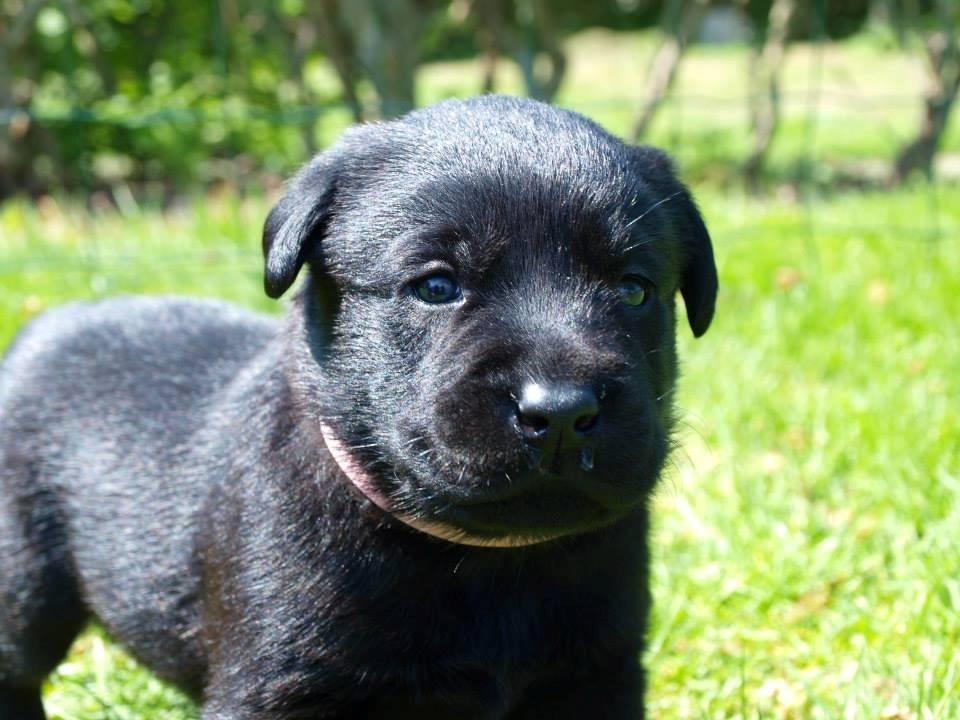 Labrador retriever Hollie - Hollie - på opdagelse. billede 1