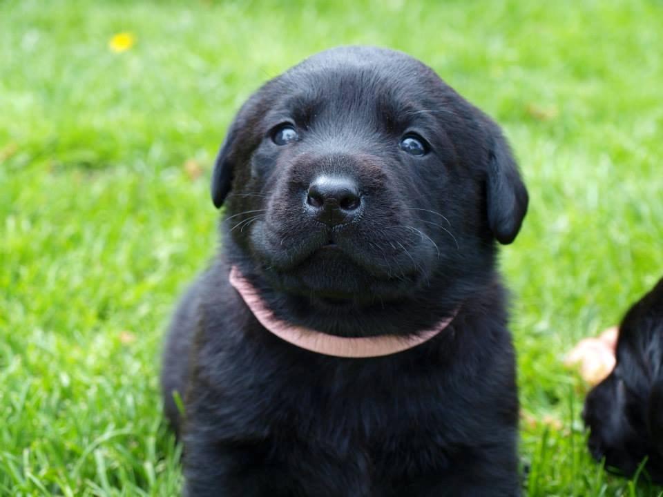 Labrador retriever Hollie - Hollie. billede 3