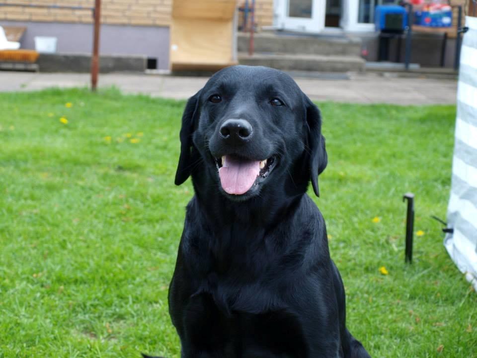 Labrador retriever Hollie - Mille (hunde mor) billede 9