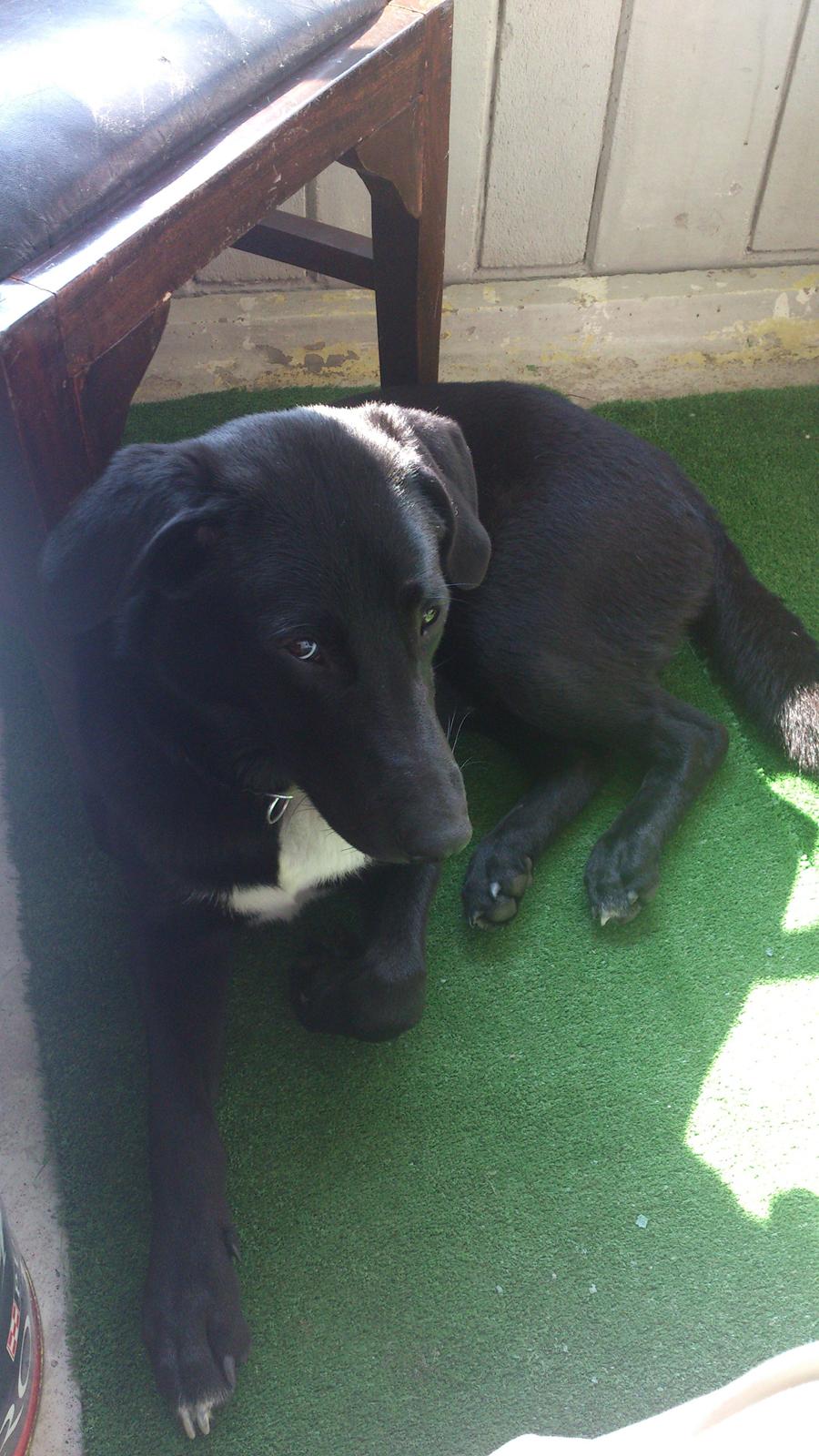 Blanding af racer Kvik  - "Mor, jeg gider ikke du tager flere billeder af mig nu" billede 15