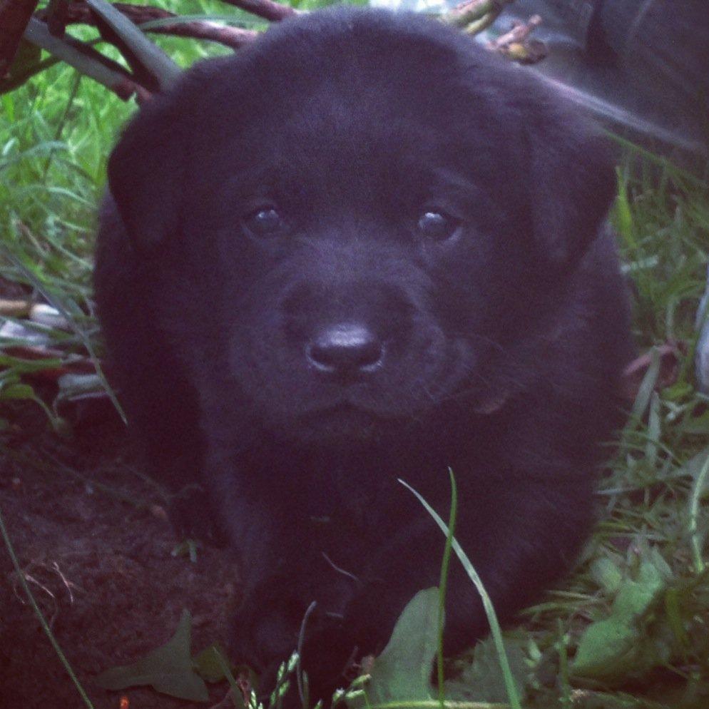 Labrador retriever Hollie - Min elskede lille hvalp Hollie. billede 4