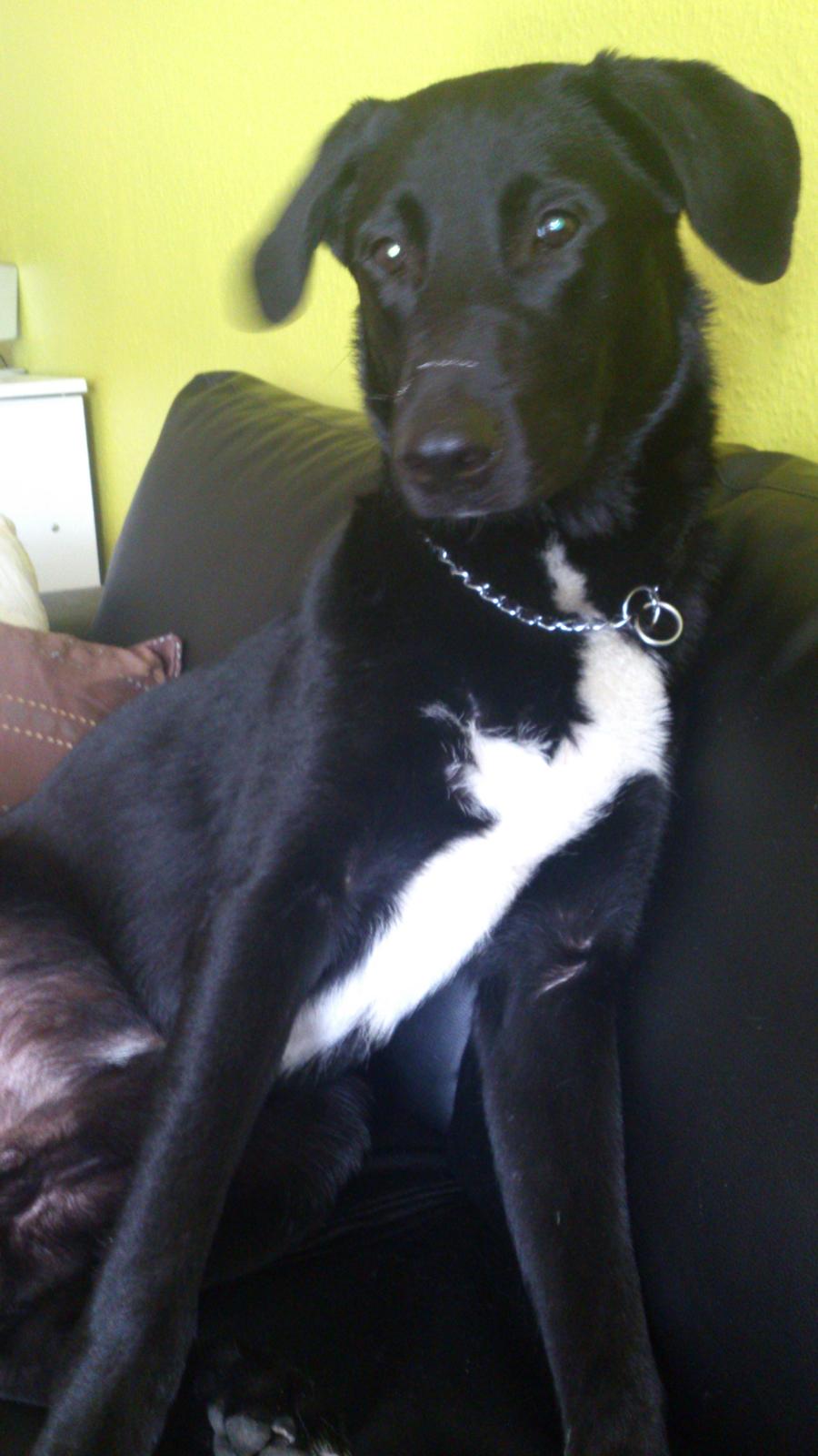 Blanding af racer Kvik  billede 16