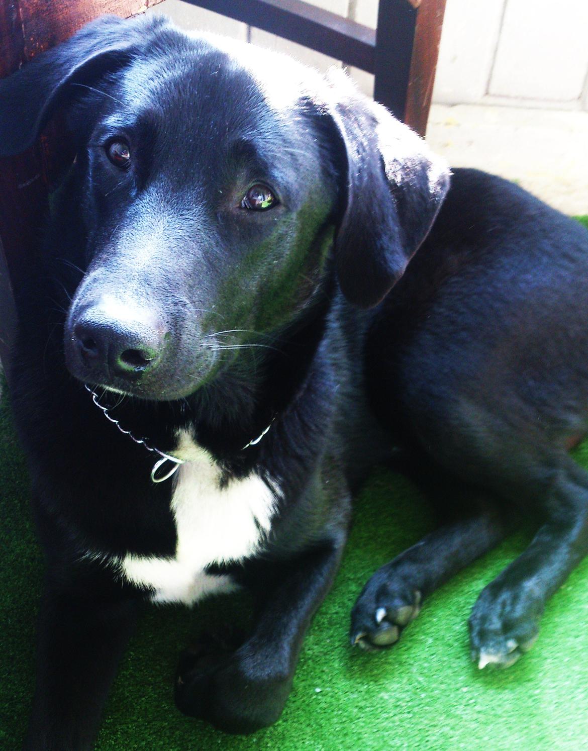 Blanding af racer Kvik  billede 3