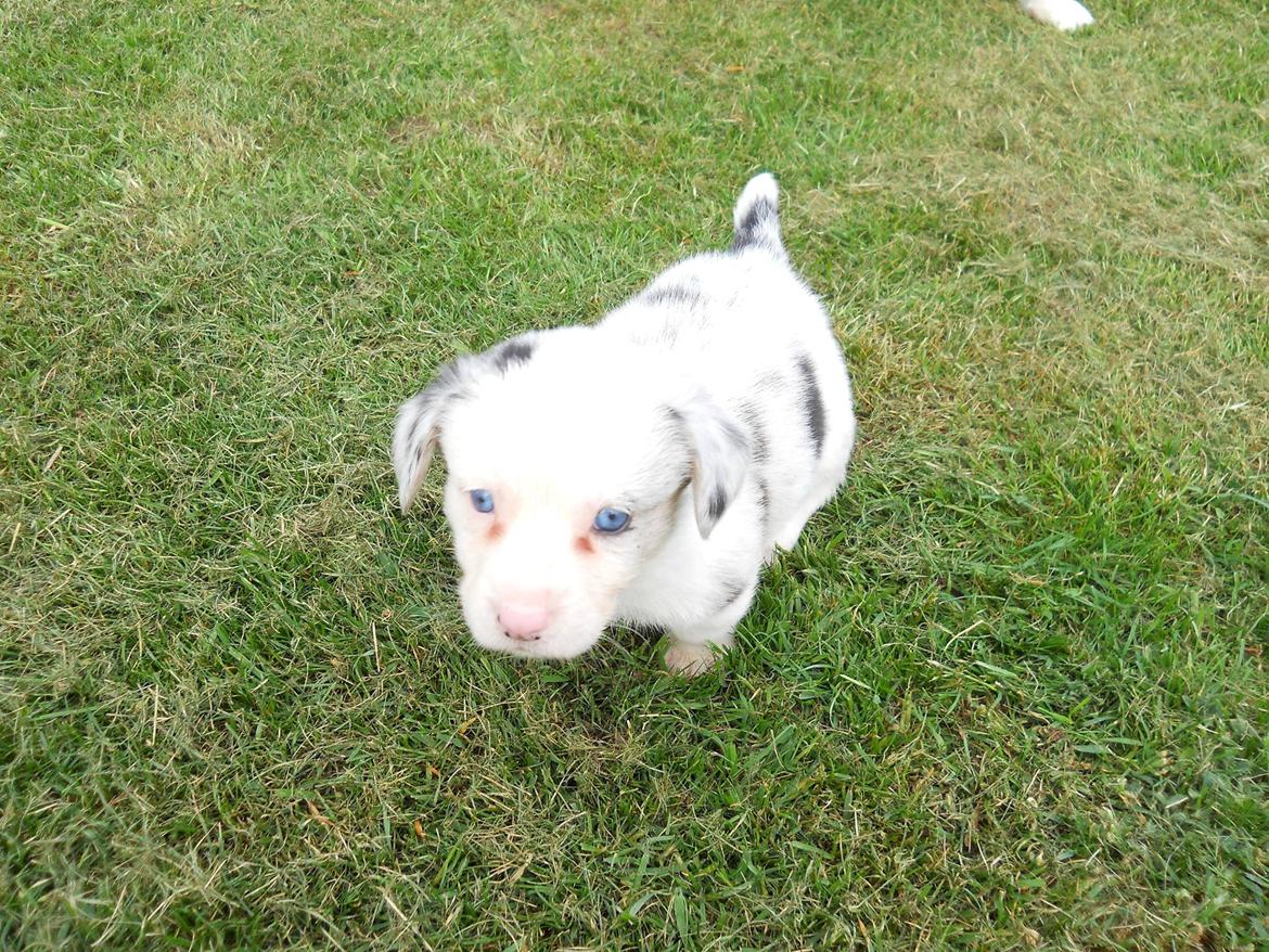 Welsh corgi cardigan Balder - Balder fem uger, ude og nyde det gode vejr :-) billede 4