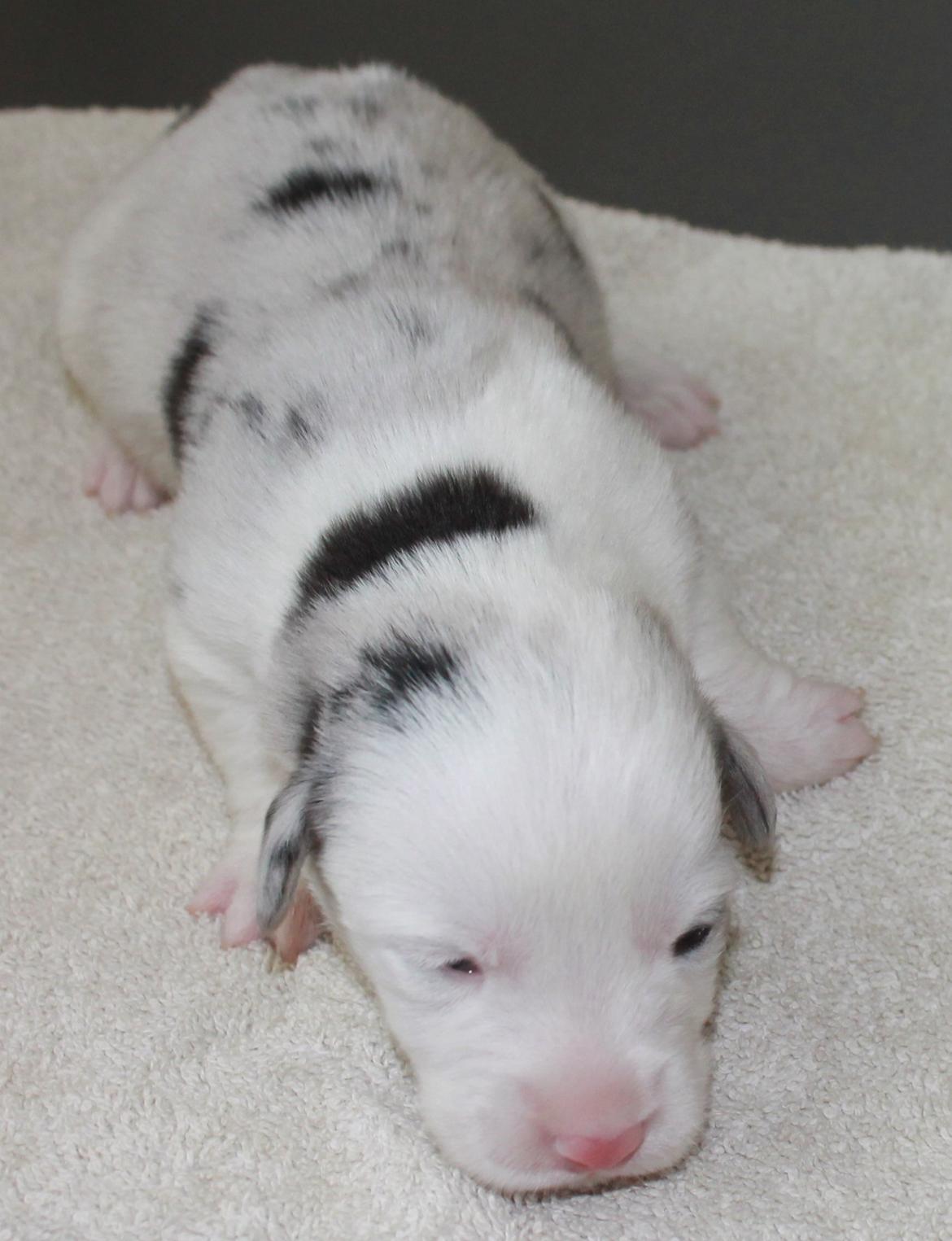 Welsh corgi cardigan Balder - Balder to uger og lige ved at få øjne :-) billede 5