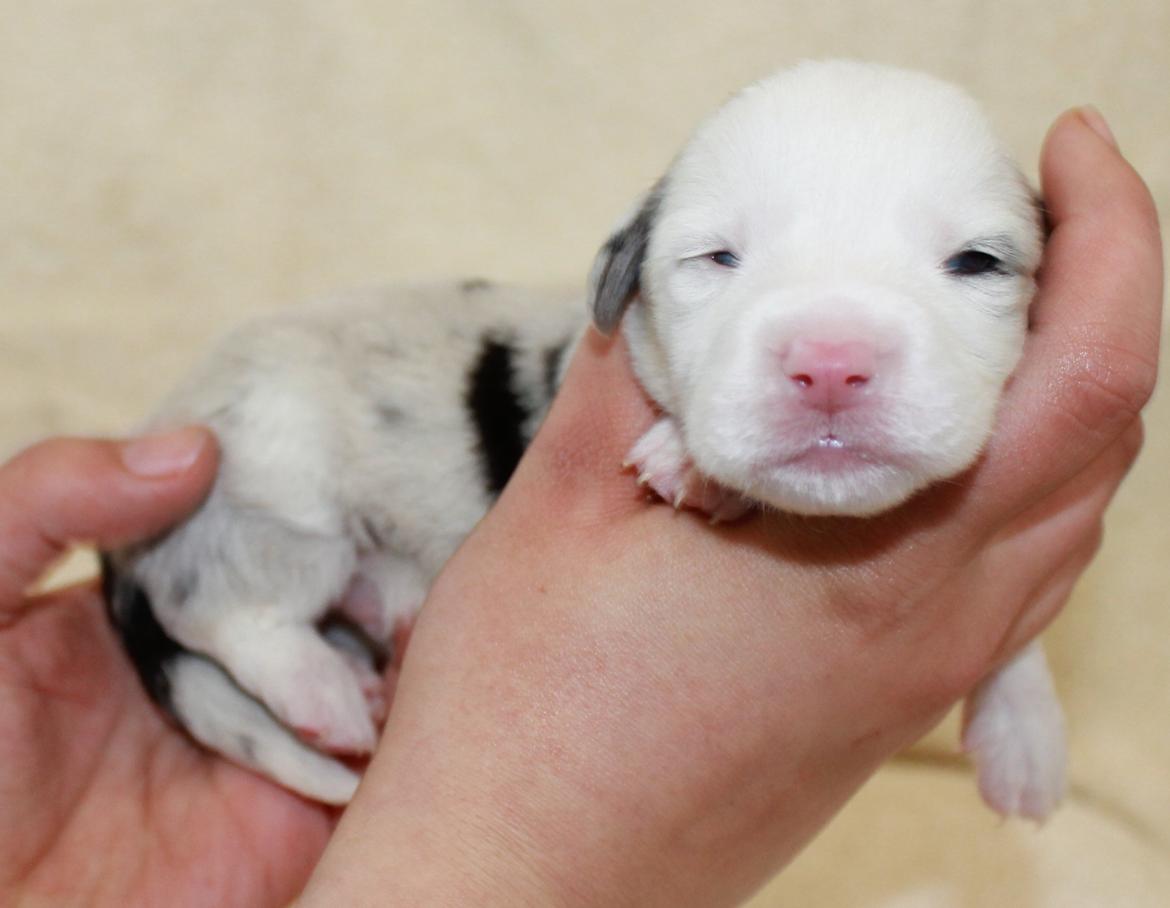 Welsh corgi cardigan Balder billede 6