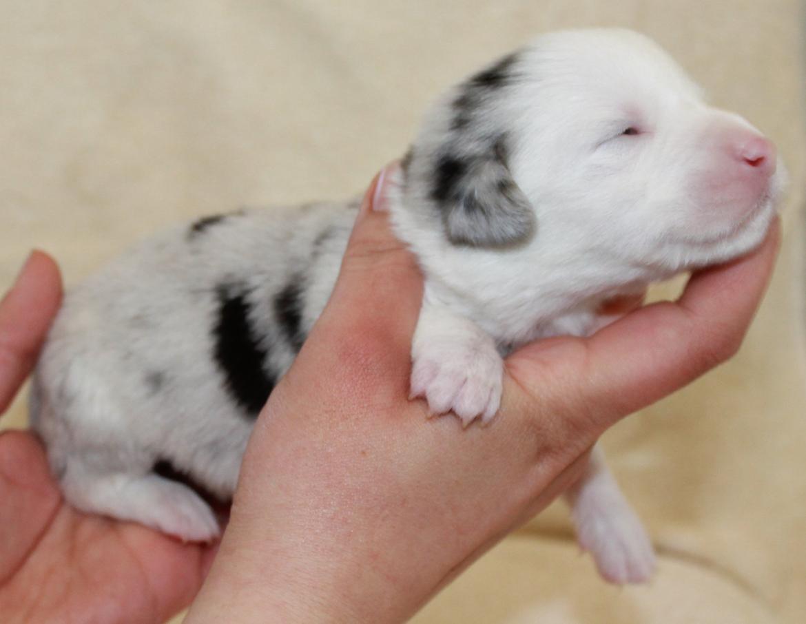 Welsh corgi cardigan Balder billede 7