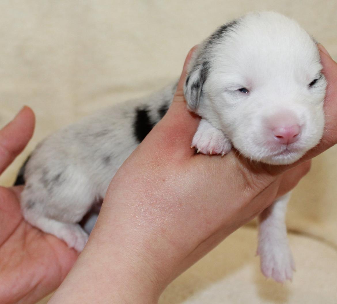 Welsh corgi cardigan Balder billede 8