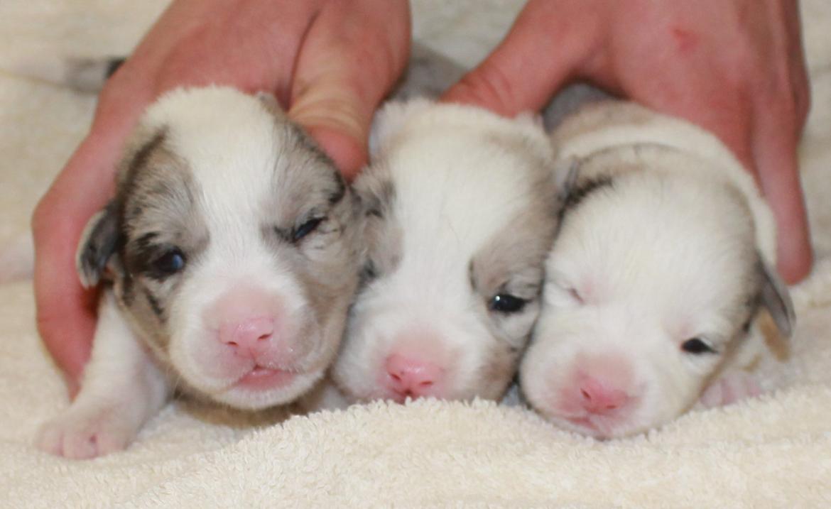 Welsh corgi cardigan Balder - Sammen med en søster og bror fra kuldet - Balder er til højre :-) billede 9