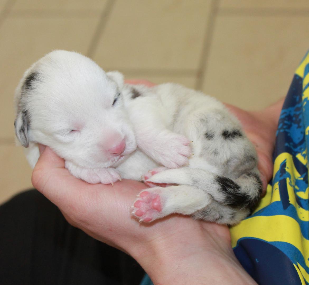 Welsh corgi cardigan Balder - to uger gammel og en lille puttemus :D billede 10