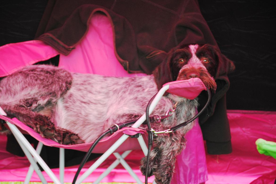 Ruhåret hønsehund Gina - Inden man skal i ringen kan man jo lige snuppe en morfar i mors stol billede 19