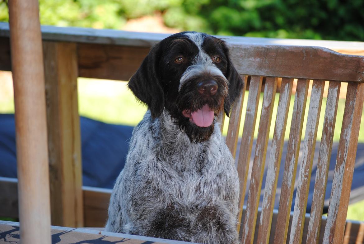 Ruhåret hønsehund Gina - Mon der snart bliver serveret noget mad ? billede 20