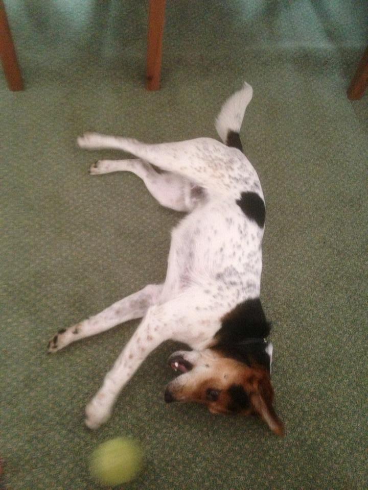 Dansk svensk gaardhund Kvik billede 4