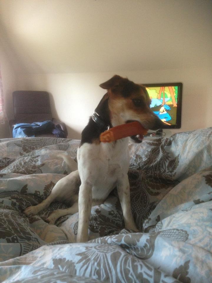 Dansk svensk gaardhund Kvik billede 5