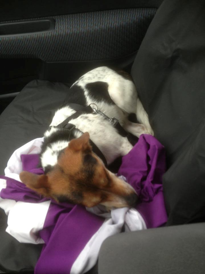 Dansk svensk gaardhund Kvik billede 6