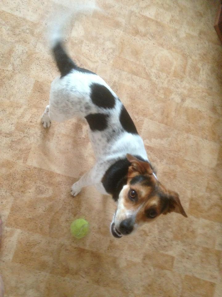 Dansk svensk gaardhund Kvik billede 7