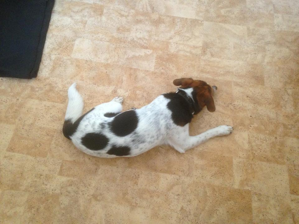 Dansk svensk gaardhund Kvik billede 8