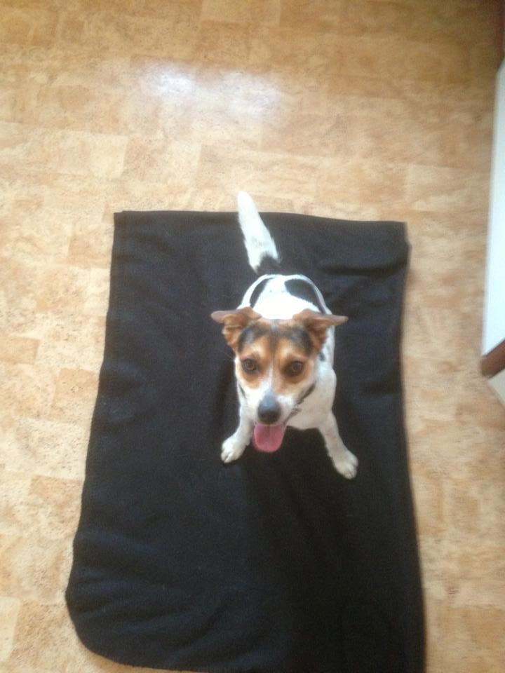 Dansk svensk gaardhund Kvik billede 9