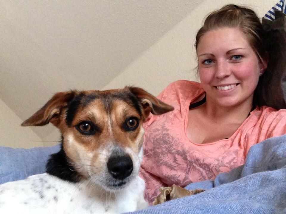 Dansk svensk gaardhund Kvik billede 10