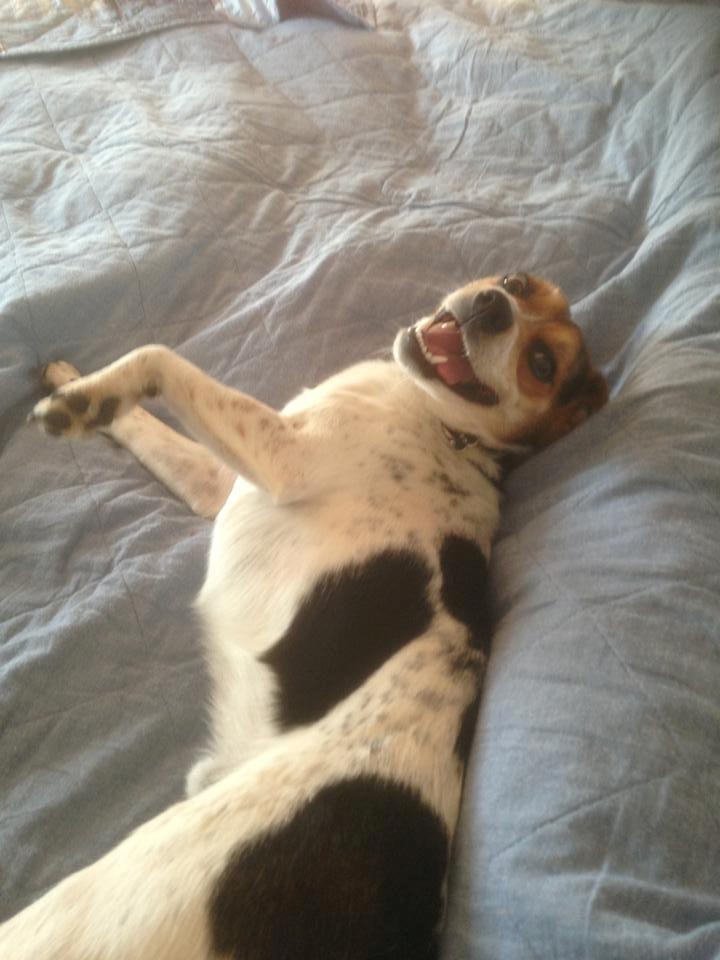 Dansk svensk gaardhund Kvik billede 11