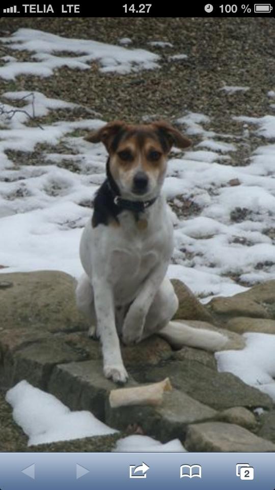 Dansk svensk gaardhund Kvik billede 12