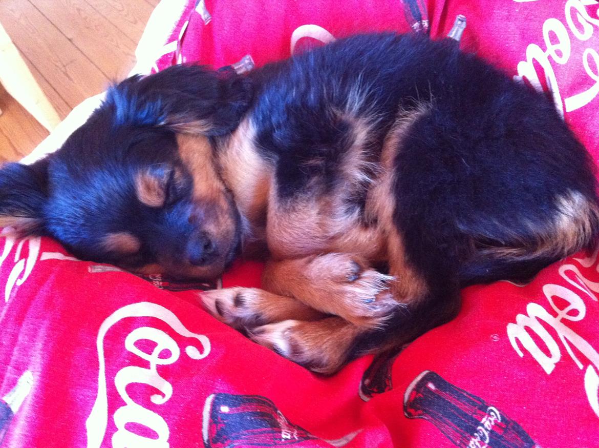 Blanding af racer Stella - ZzzZZzzz billede 14