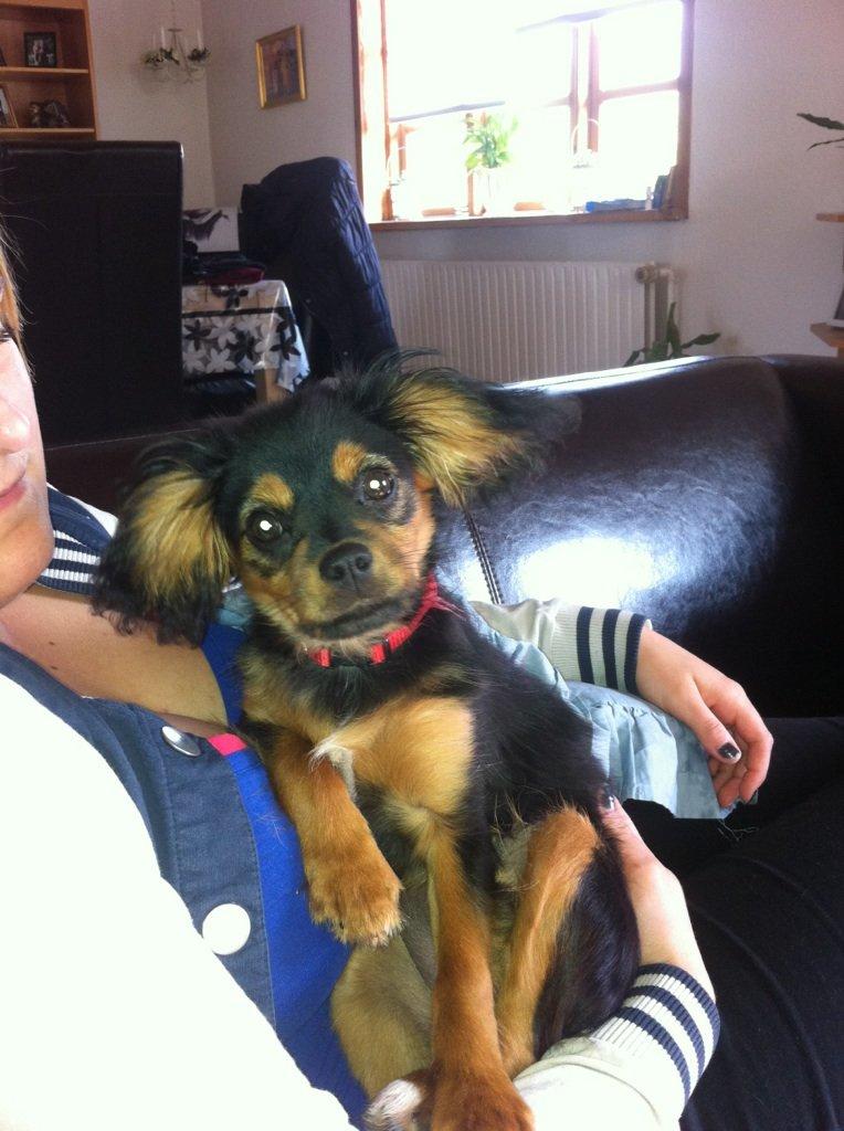 Blanding af racer Stella - hææhæ billede 16