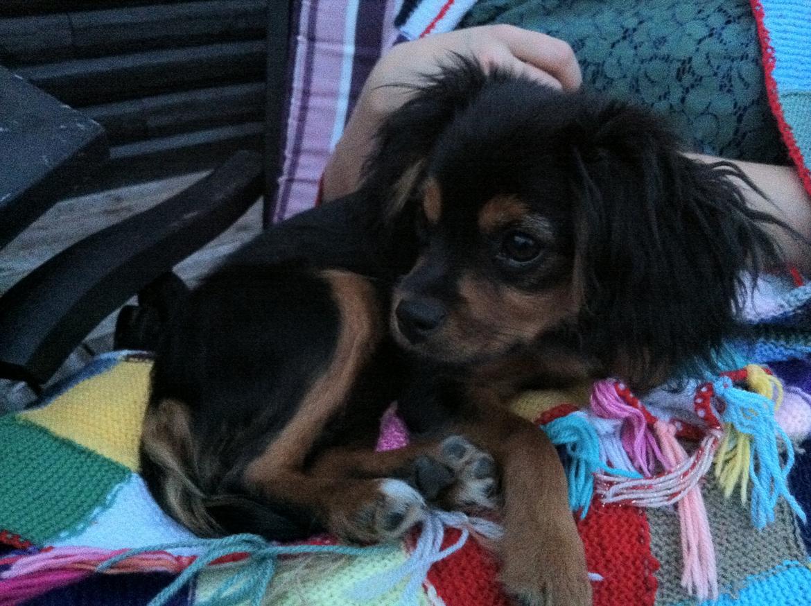 Blanding af racer Stella - <3 billede 17