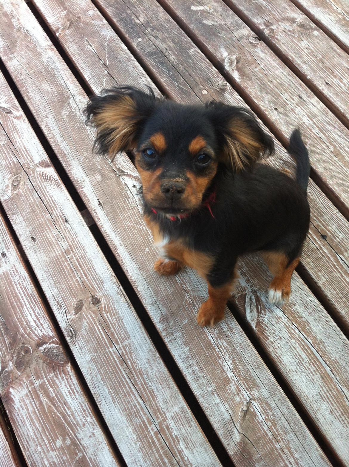 Blanding af racer Stella - 5 måneder <3
 billede 19