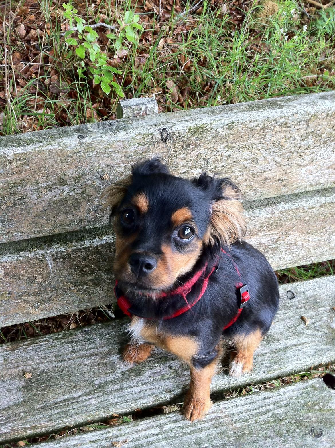 Blanding af racer Stella - Tager li en slapper på bænken i skoven <3 billede 20