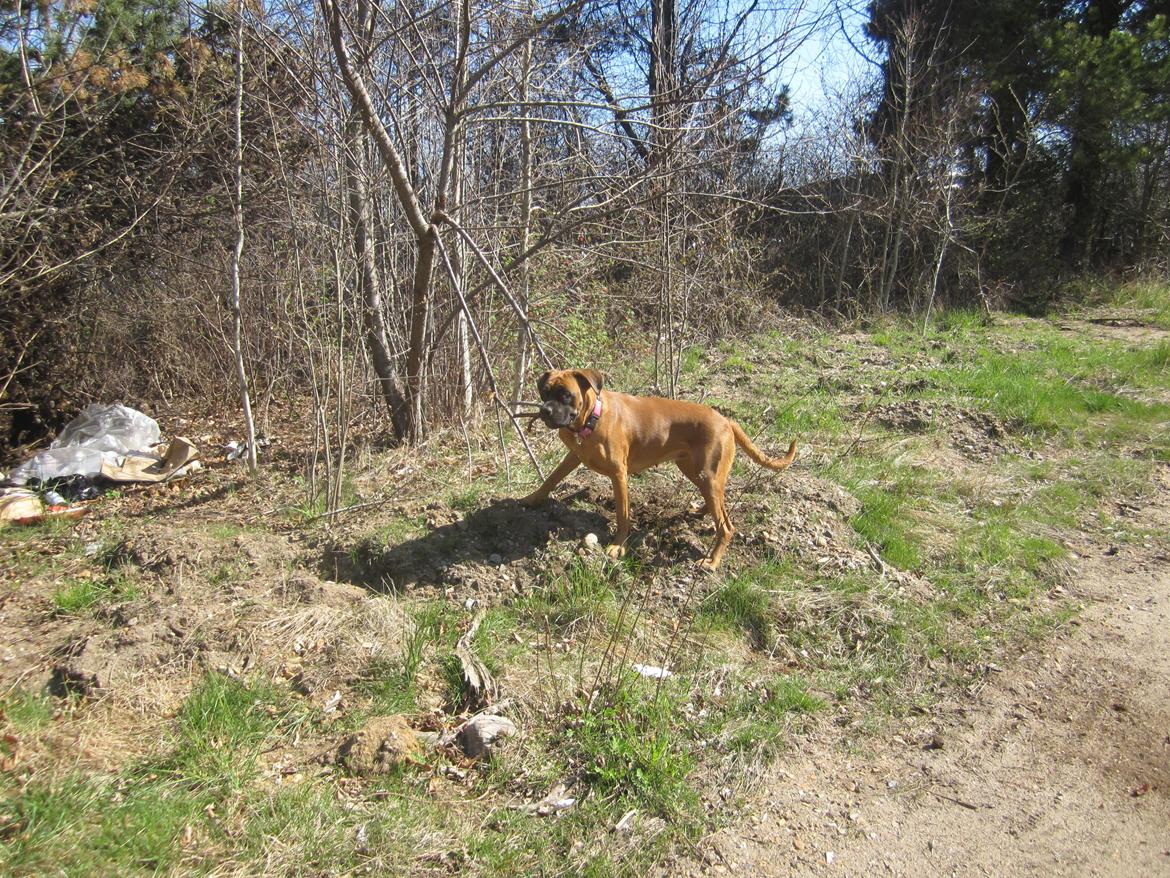 Blanding af racer Emma (hvil i fred <3) billede 15