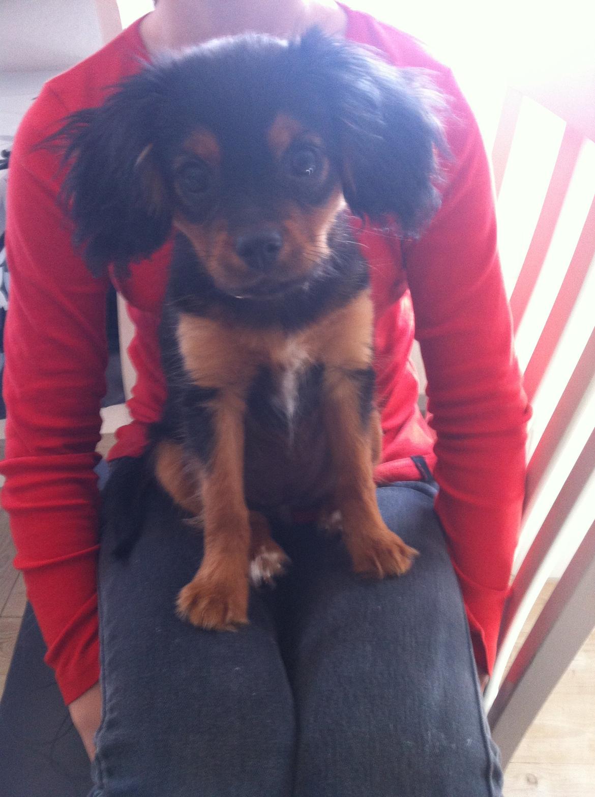 Blanding af racer Stella - 4 måneder <3 billede 15