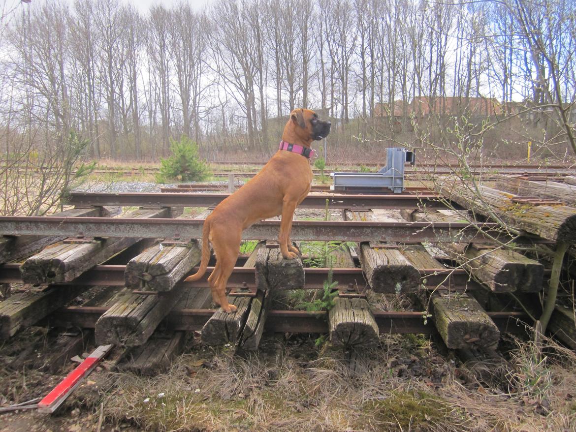 Blanding af racer Emma (hvil i fred <3) billede 16