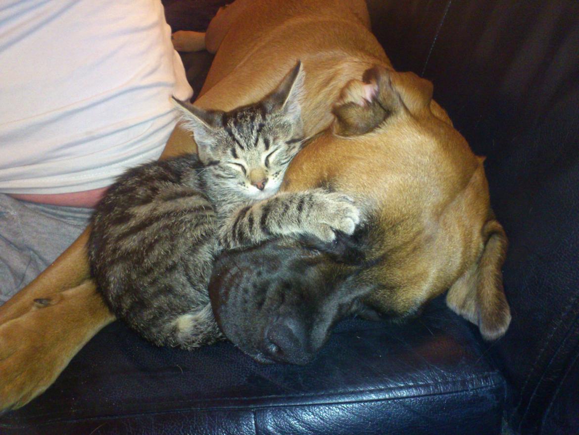 Blanding af racer Emma (hvil i fred <3) - Emma og den ene af Kitty's små killinger (: billede 14