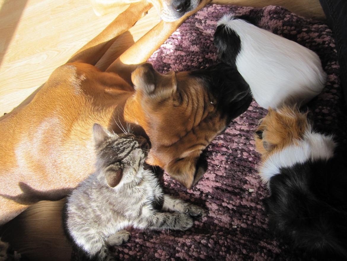 Blanding af racer Emma (hvil i fred <3) billede 29