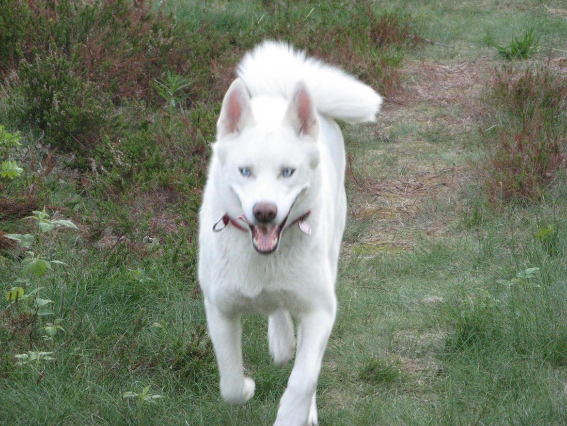 Siberian husky Luka R.I.P  billede 2