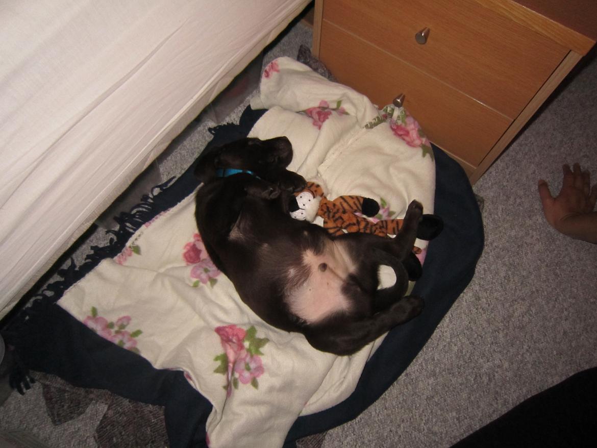 Labrador retriever *Chimbi* billede 2