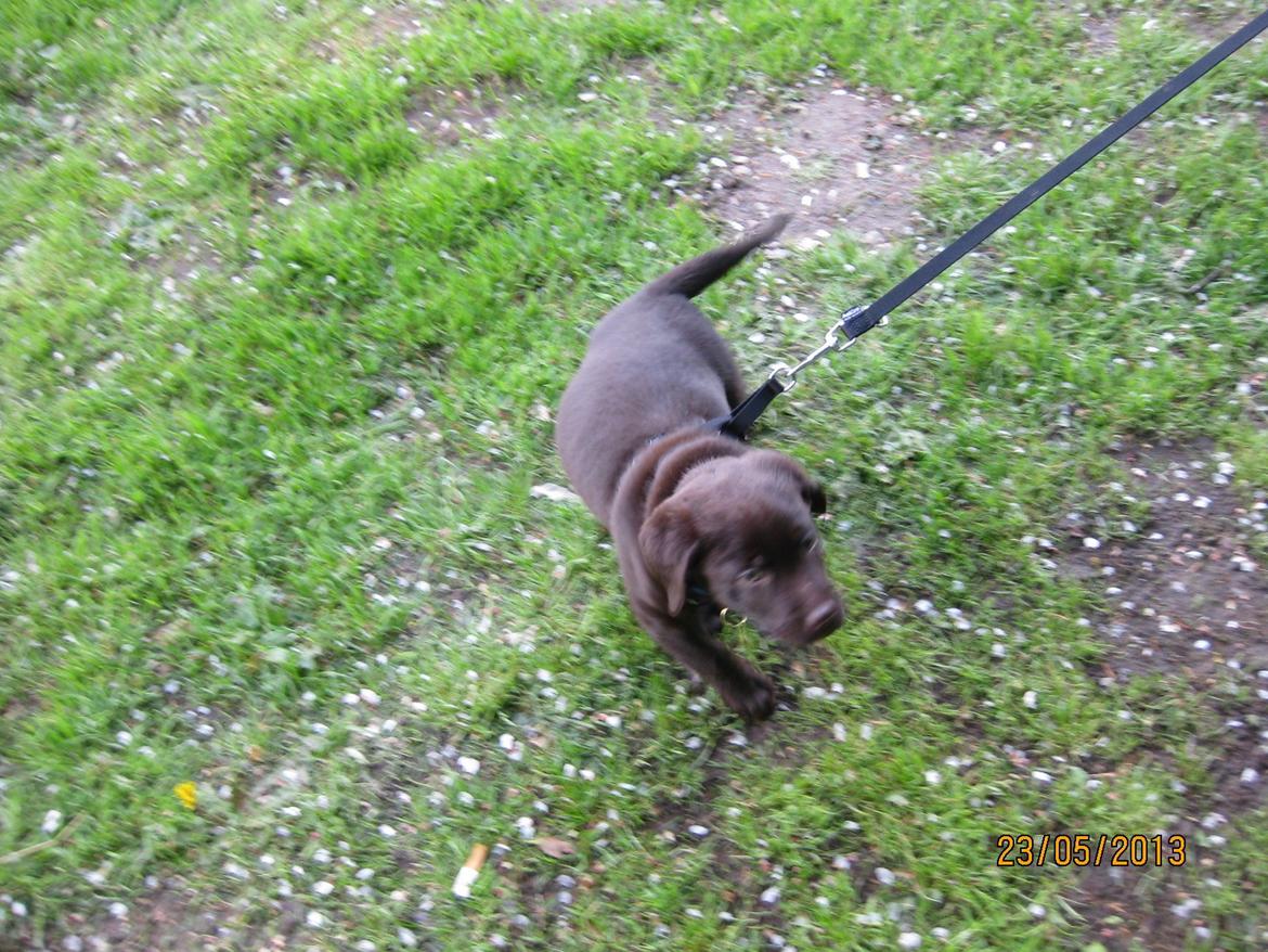 Labrador retriever *Chimbi* billede 3