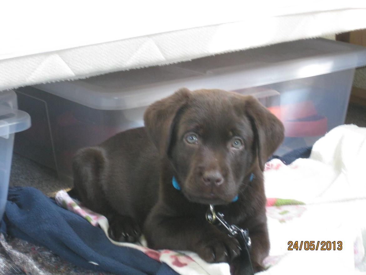 Labrador retriever *Chimbi* billede 4