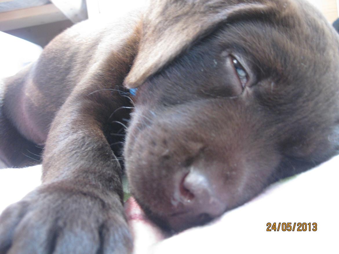 Labrador retriever *Chimbi* billede 5