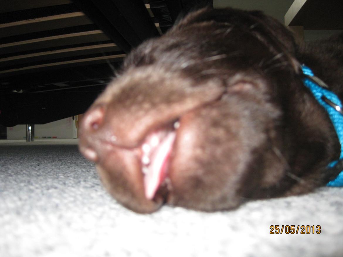 Labrador retriever *Chimbi* billede 6