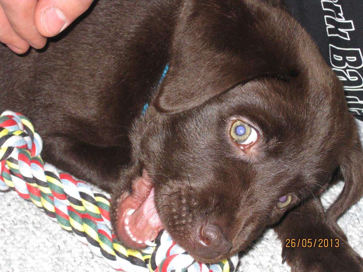 Labrador retriever *Chimbi* billede 7