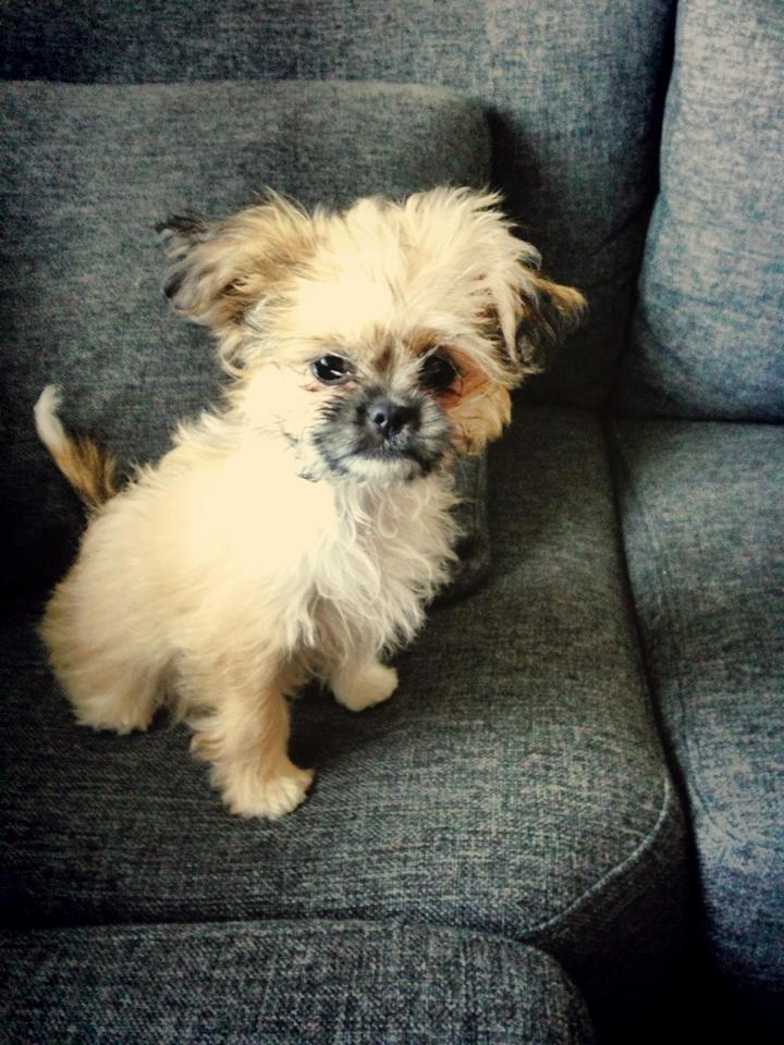 Blanding af racer Bella - 28-05-2013 billede 14