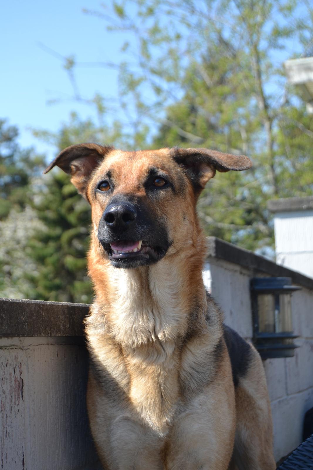 Blanding af racer Bella billede 3